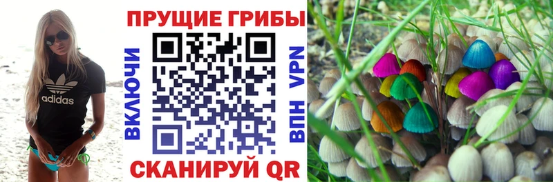 где купить   Горячий Ключ  Галлюциногенные грибы GOLDEN TEACHER 